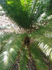 Cycas circinalis