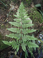 Parapolystichum glabellum