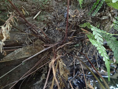 Parapolystichum glabellum