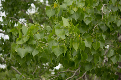 Populus deltoides