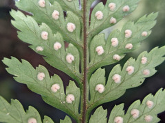 Parapolystichum glabellum