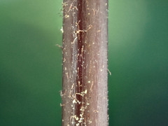 Parapolystichum glabellum