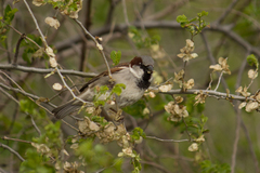 Passer domesticus