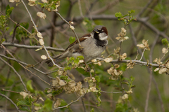 Passer domesticus