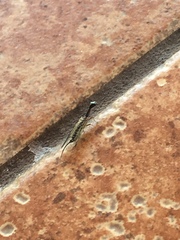 Anstenoptilia marmarodactyla