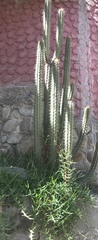 Trichocereus bridgesii