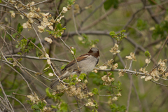 Passer domesticus