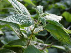 Parietaria officinalis