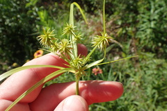 Cyperus retroflexus
