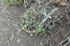 Potentilla concinna proxima