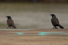 Quiscalus quiscula