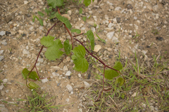 Vitis