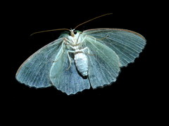 Eucyclodes metaspila