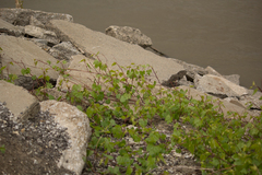 Vitis