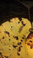 Liebermannacris dorsualis