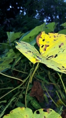 Liebermannacris dorsualis