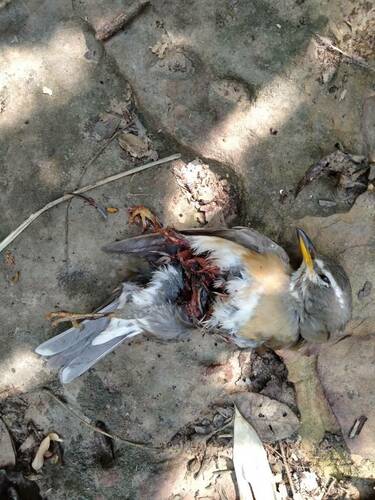 Eyebrowed Thrush