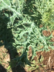Argemone mexicana