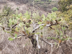 Opuntia atropes