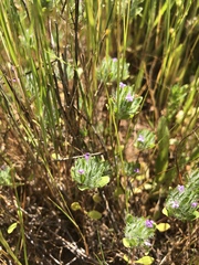 Pogogyne zizyphoroides