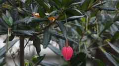 Crinodendron hookerianum