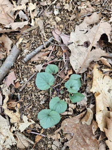 Image of Viola hirsutula by (c) Daniel McClosky, some rights reserved (CC BY)