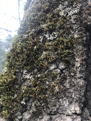 Orthotrichum papillosum