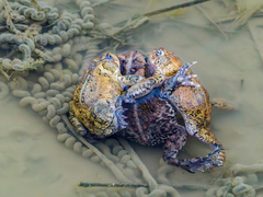 American Toad photo 6
