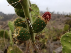 Opuntia atropes