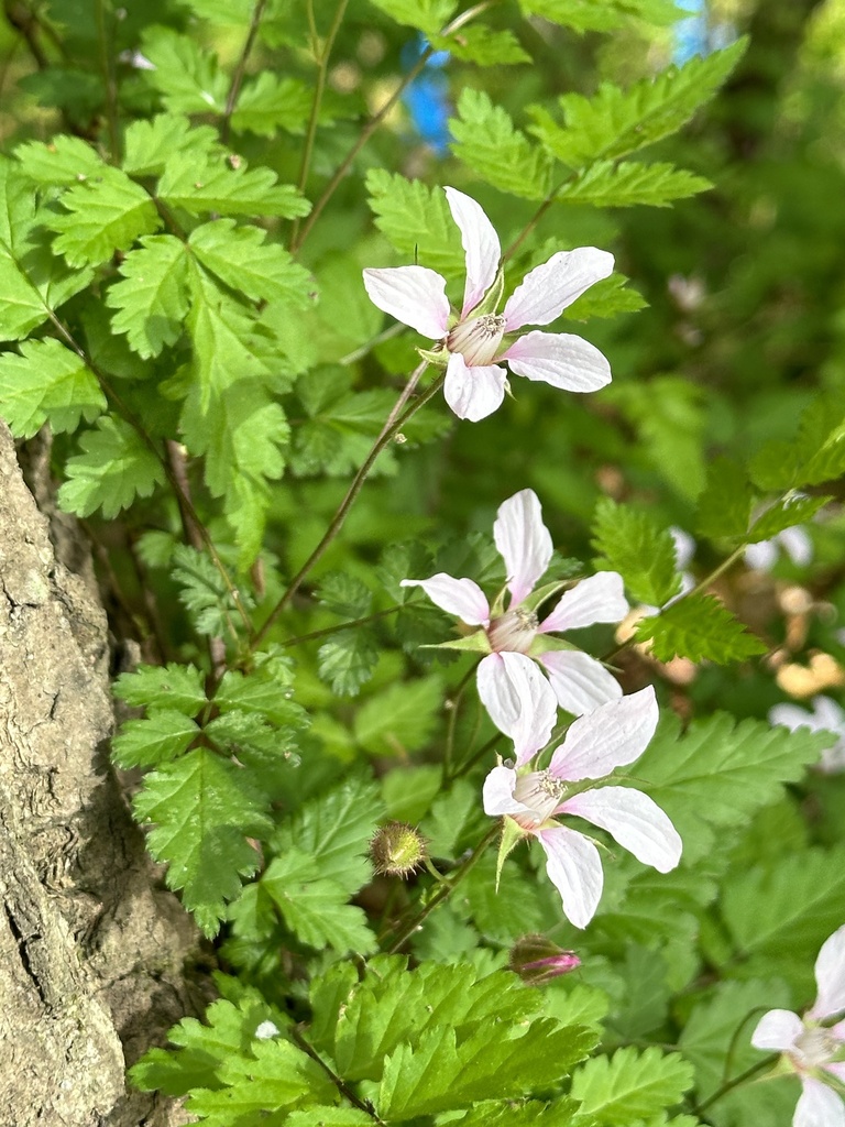 Korean creeping raspberry (Rubus pungens) - Botanical Realm
