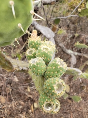 Opuntia atropes