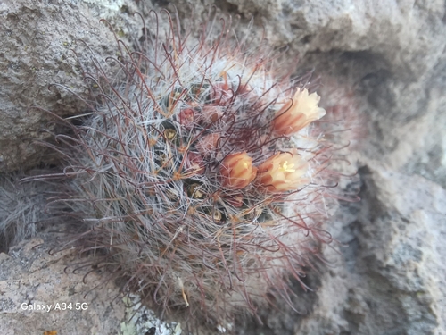 Mammillaria bocasana