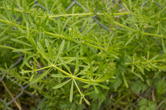 Galium aparine