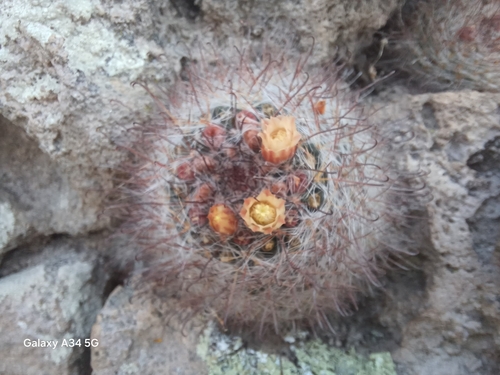 Mammillaria bocasana