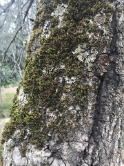 Orthotrichum papillosum