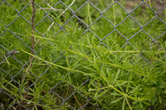 Galium aparine