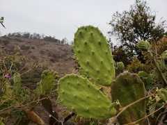 Opuntia atropes