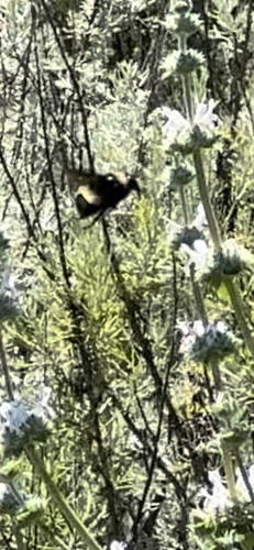 iNaturalist observation photo of Crotch's Bumble Bee