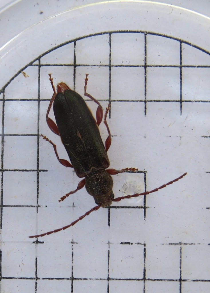 Phymatodes infuscatus