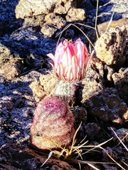 Echinocereus pectinatus rutowiorum