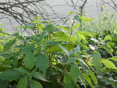 Parietaria officinalis