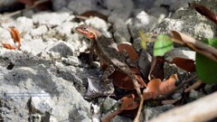 Sceloporus chrysostictus