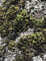 Orthotrichum papillosum