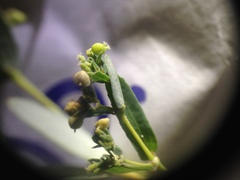 Euphorbia hyssopifolia