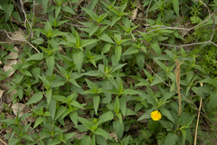Monarda