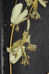 Euphorbia hyssopifolia