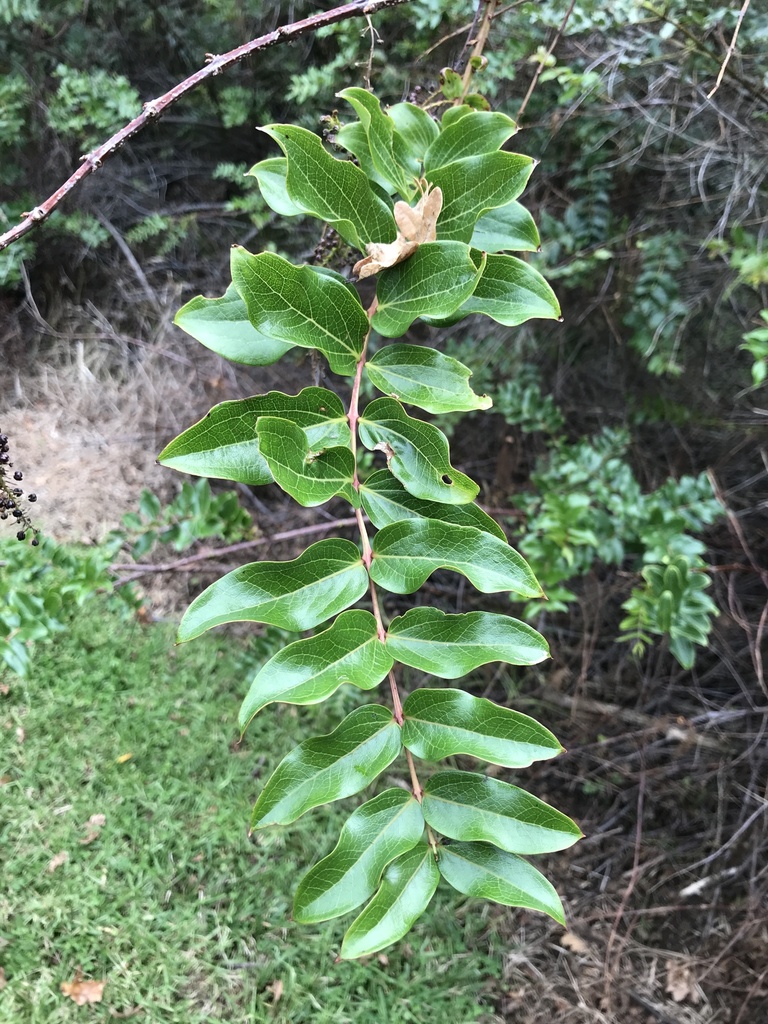 Tree Tutu from North Island / Te Ika-a-Māui, Auckland, Auckland, NZ on ...