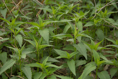 Monarda