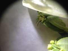 Euphorbia hyssopifolia
