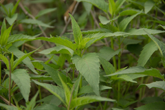 Monarda